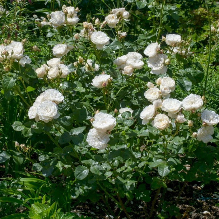 'William And Cathrine'™ Rosa X 'William And Cathrine'™ (Engelsk Rose) A-Kvalitet,- Barrods Roser Min. 3 Grene 9 'William And Cathrine'™ Rosa X 'William And Cathrine'™ (Engelsk Rose) A-Kvalitet,- Barrods Roser Min. 3 Grene - Image 7
