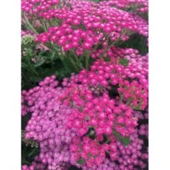 Almindelig Røllike 'Pink Grapefruit' Achillea Millefolium 'Pink Grapefruit' 1 Liter Potte