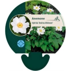 Høstanemone Anemone X Hybrida 'Andrea Atkinson' 9 Cm. Potte