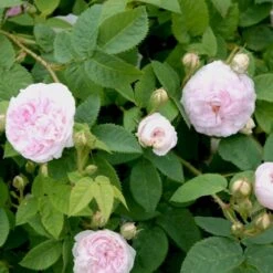 'Félicité Parmentier' Rosa Alba 'Félicité Parmentier' (Albarose) A-Kvalitet,- Barrods Roser Min. 3 Grene