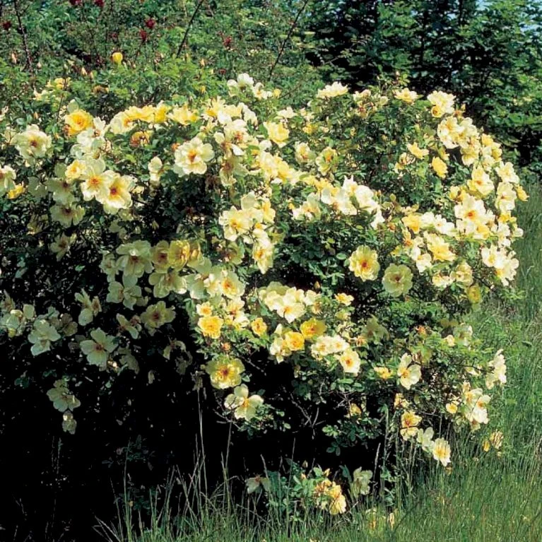 'Aicha' Rosa Pimpinellifolia 'Aicha' (Klitrose) A-Kvalitet,- Barrods Roser Min. 3 Grene 5 'Aicha' Rosa Pimpinellifolia 'Aicha' (Klitrose) A-Kvalitet,- Barrods Roser Min. 3 Grene - Image 3