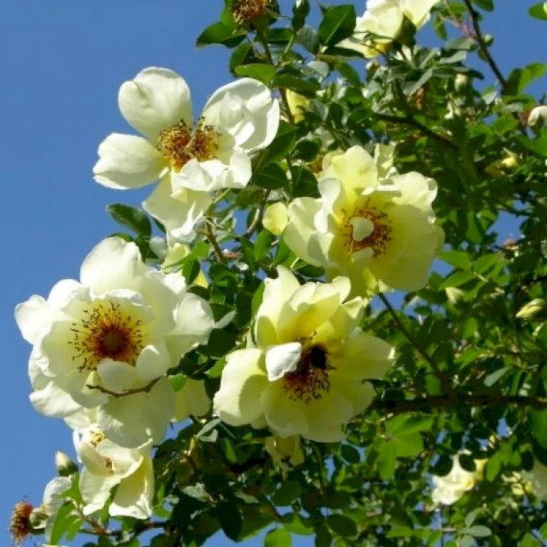 'Aicha' Rosa Pimpinellifolia 'Aicha' (Klitrose) A-Kvalitet,- Barrods Roser Min. 3 Grene 6 'Aicha' Rosa Pimpinellifolia 'Aicha' (Klitrose) A-Kvalitet,- Barrods Roser Min. 3 Grene - Image 4