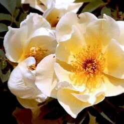 'Aicha' Rosa Pimpinellifolia 'Aicha' (Klitrose) A-Kvalitet,- Barrods Roser Min. 3 Grene 12 'Aicha' Rosa Pimpinellifolia 'Aicha' (Klitrose) A-Kvalitet,- Barrods Roser Min. 3 Grene -Planter Salgsbutik p2532 52291 rosa pimpinellifolia aicha buskrose fc06