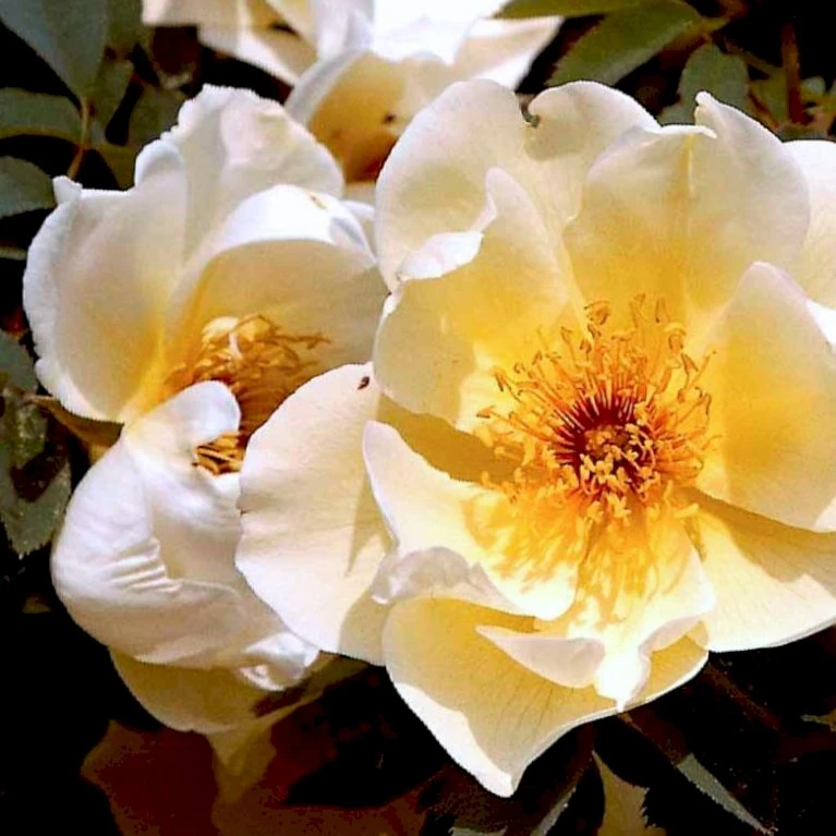 'Aicha' Rosa Pimpinellifolia 'Aicha' (Klitrose) A-Kvalitet,- Barrods Roser Min. 3 Grene 7 'Aicha' Rosa Pimpinellifolia 'Aicha' (Klitrose) A-Kvalitet,- Barrods Roser Min. 3 Grene - Image 5