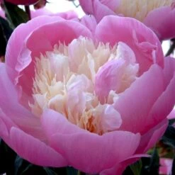 Silkepæon 'Bowl Of Beauty' Paeonia Lactiflora 'Bowl Of Beauty' 3,0 Liter Potte 10 Silkepæon 'Bowl Of Beauty' Paeonia Lactiflora 'Bowl Of Beauty' 3,0 Liter Potte -Planter Salgsbutik p2539 47930 paeonia lactiflora bowl of beauty 8d9d