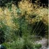 Kæmpefjergræs Stipa Gigantea Potte 2 Liter. 1 Kæmpefjergræs Stipa Gigantea Potte 2 Liter. -Planter Salgsbutik p2593 36135 stipa gigantea 7fb4