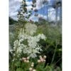 Knoldet Mjødurt Filipendula Vulgaris 1 Liter Potte 2 Knoldet Mjødurt Filipendula Vulgaris 1 Liter Potte -Planter Salgsbutik p25941 41071 filipendula vulgaris c2f0