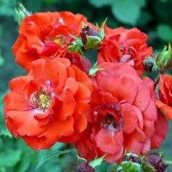 Planter Salgsbutik 24 'Allotria'® Rosa X 'Allotria'® (Buketrose) A-Kvalitet,- Barrods Roser Min. 3 Grene