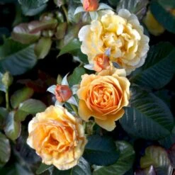 'Amber Queen' Rosa X 'Amber Queen' (Buketrose) A-Kvalitet,- Barrods Roser Min. 3 Grene 13 'Amber Queen' Rosa X 'Amber Queen' (Buketrose) A-Kvalitet,- Barrods Roser Min. 3 Grene -Planter Salgsbutik p260 51418 rosa x amber queen buketrose 3b43