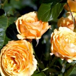 'Amber Queen' Rosa X 'Amber Queen' (Buketrose) A-Kvalitet,- Barrods Roser Min. 3 Grene 14 'Amber Queen' Rosa X 'Amber Queen' (Buketrose) A-Kvalitet,- Barrods Roser Min. 3 Grene -Planter Salgsbutik p260 51419 rosa x amber queen buketrose 6a07
