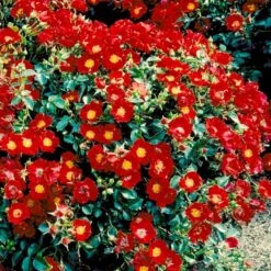 'Bassino'® Rosa X 'Bassino'® (Bunddækkerose) A-Kvalitet,- Barrods Roser Min. 3 Grene 11 'Bassino'® Rosa X 'Bassino'® (Bunddækkerose) A-Kvalitet,- Barrods Roser Min. 3 Grene -Planter Salgsbutik p266 51437 rosa x bassino bunddaekkerose 5626