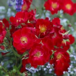 'Bassino'® Rosa X 'Bassino'® (Bunddækkerose) A-Kvalitet,- Barrods Roser Min. 3 Grene 12 'Bassino'® Rosa X 'Bassino'® (Bunddækkerose) A-Kvalitet,- Barrods Roser Min. 3 Grene -Planter Salgsbutik p266 53546 rosa x bassino bunddaekkerose e07f