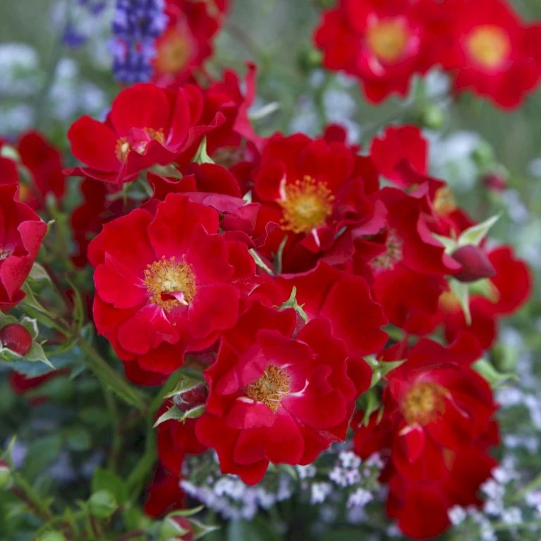 'Bassino'® Rosa X 'Bassino'® (Bunddækkerose) A-Kvalitet,- Barrods Roser Min. 3 Grene 6 'Bassino'® Rosa X 'Bassino'® (Bunddækkerose) A-Kvalitet,- Barrods Roser Min. 3 Grene - Image 4