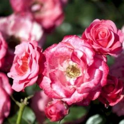 'Bella Rosa'® Rosa X 'Bella Rosa'® (Buketrose) A-Kvalitet,- Barrods Roser Min. 3 Grene