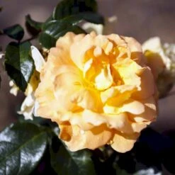 'Bernstein-Rose'® Rosa X 'Bernstein-Rose'® (Buketrose) A-Kvalitet,- Barrods Roser Min. 3 Grene