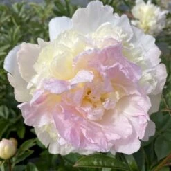 Silkepæon 'Raspberry Sundae' Paeonia Lactiflora 'Raspberry Sundae' 3,0 Liter Potte