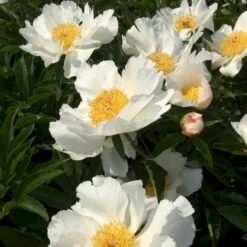 Silkepæon 'White Wings' Paeonia Lactiflora 'White Wings' 3,0 Liter Potte
