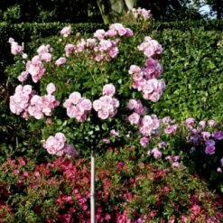 'Bonica 82' Rosa X 'Bonica 82' A-Kvalitet,- Barrods Roser Min. 3 Grene 18 'Bonica 82' Rosa X 'Bonica 82' A-Kvalitet,- Barrods Roser Min. 3 Grene -Planter Salgsbutik p271 51446 rosa x bonica 82 5570