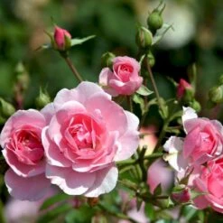 'Bonica 82' Rosa X 'Bonica 82' A-Kvalitet,- Barrods Roser Min. 3 Grene 19 'Bonica 82' Rosa X 'Bonica 82' A-Kvalitet,- Barrods Roser Min. 3 Grene -Planter Salgsbutik p271 51447 rosa x bonica 82 a3c1