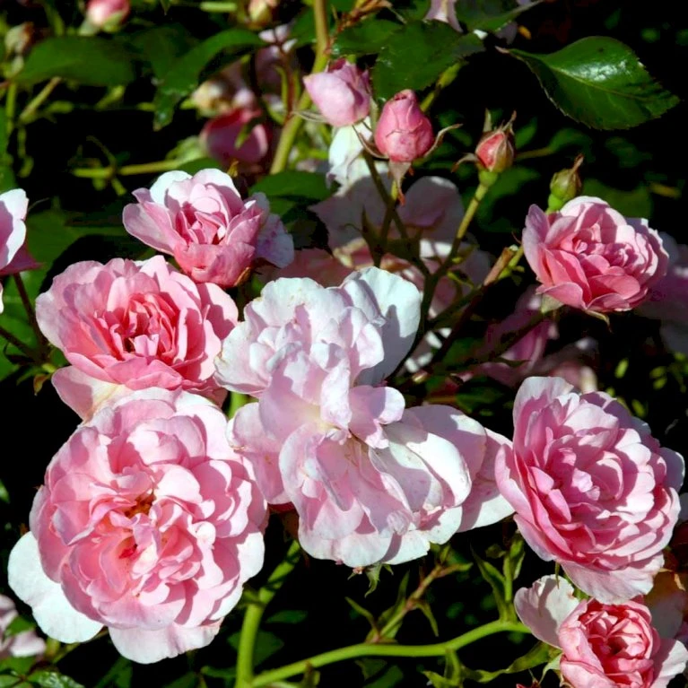 'Bonica 82' Rosa X 'Bonica 82' A-Kvalitet,- Barrods Roser Min. 3 Grene 9 'Bonica 82' Rosa X 'Bonica 82' A-Kvalitet,- Barrods Roser Min. 3 Grene - Image 7