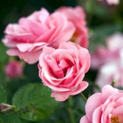 'Egeskov'™ Rosa X 'Egeskov'™ (Slotsrose) A-Kvalitet,- Barrods Roser Min. 3 Grene -Planter Salgsbutik p278 51778 rosa x egeskov slotsrose f68f