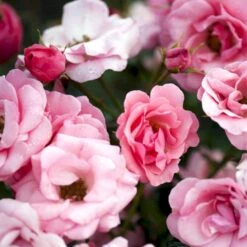 'Egeskov'™ Rosa X 'Egeskov'™ (Slotsrose) A-Kvalitet,- Barrods Roser Min. 3 Grene -Planter Salgsbutik p278 51779 rosa x egeskov slotsrose b45b