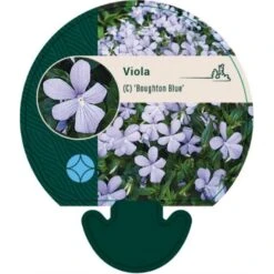 Hornviol Viola Cornuta 'Boughton Blue' Bakke Med 12 Stk.