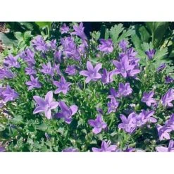 Stjerneklokke 'Stella' Campanula Poscharskyana 'Stella' 10 Cm. Potte