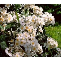 Planter Salgsbutik 16 'Aksel Olsen' Rosa Helenae 'Aksel Olsen' A-Kvalitet,- Barrods Roser Min. 3 Grene