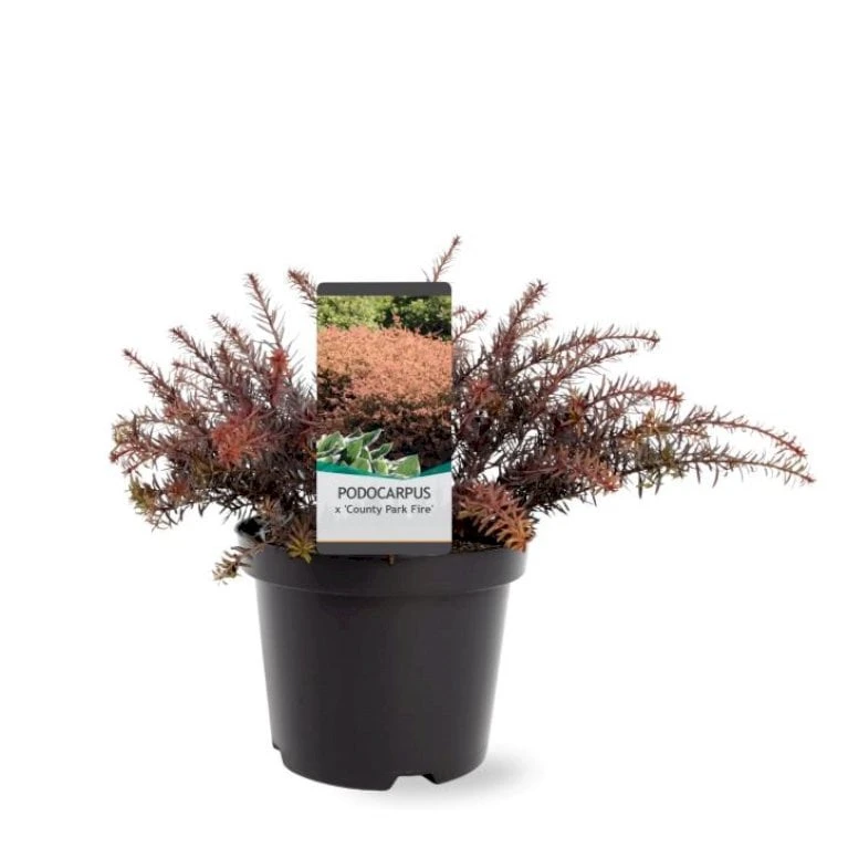 Sydtaks 'County Park Fire' Podocarpus 'County Park Fire' Potte 3,0 Liter,- 15-20 Cm. 3 Sydtaks 'County Park Fire' Podocarpus 'County Park Fire' Potte 3,0 Liter,- 15-20 Cm.