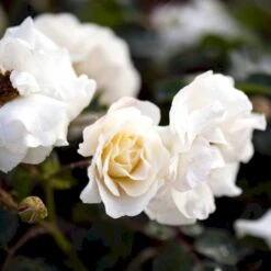 'Hampton™ Palace®' Rosa X 'Hampton™ Palace®' (Palacerose) A-Kvalitet,- Barrods Roser Min. 3 Grene -Planter Salgsbutik p292 51897 rosa x hampton palace palacerose 7daf