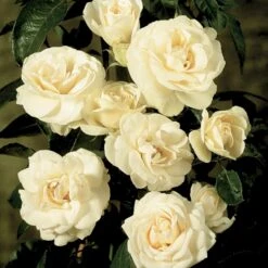 'Hampton™ Palace®' Rosa X 'Hampton™ Palace®' (Palacerose) A-Kvalitet,- Barrods Roser Min. 3 Grene -Planter Salgsbutik p292 51898 rosa x hampton palace palacerose 7611