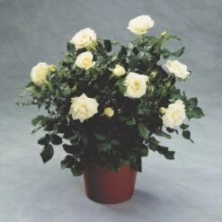 'Hampton™ Palace®' Rosa X 'Hampton™ Palace®' (Palacerose) A-Kvalitet,- Barrods Roser Min. 3 Grene -Planter Salgsbutik p292 51899 rosa x hampton palace palacerose 744b
