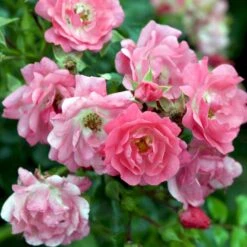 'Heidetraum' Rosa X 'Heidetraum' (Bunddækkerose) A-Kvalitet,- Barrods Roser Min. 3 Grene 9 'Heidetraum' Rosa X 'Heidetraum' (Bunddækkerose) A-Kvalitet,- Barrods Roser Min. 3 Grene -Planter Salgsbutik p3086 51528 rosa x heidetraum bunddaekkerose cd2c