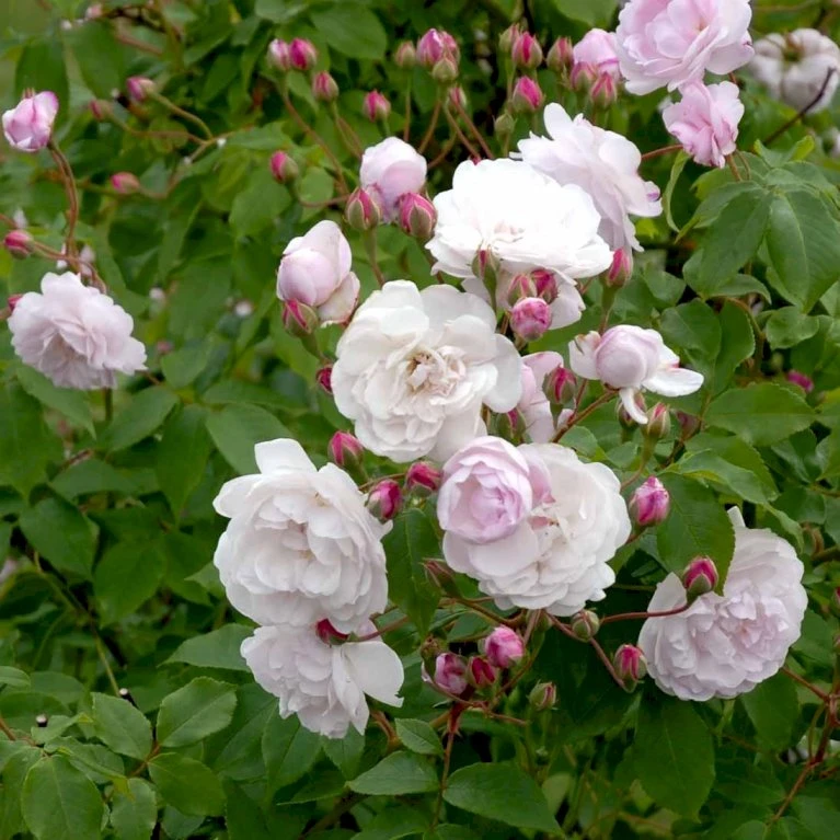 'Blush Noisette' Rosa X 'Blush Noisette' (Buskrose) A-Kvalitet,- Barrods Roser Min. 3 Grene 3 'Blush Noisette' Rosa X 'Blush Noisette' (Buskrose) A-Kvalitet,- Barrods Roser Min. 3 Grene