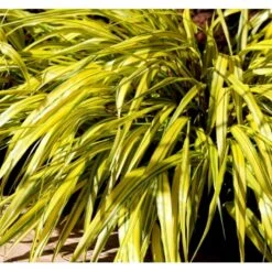 Japansk Skovgræs 'Aureola' Hakonechloa Macra 'Aureola' 1 Liter Potte