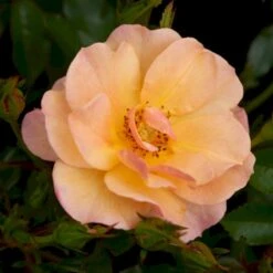 'Linnaeus'™ Rosa X 'Linnaeus'™ (Bunddækkerose) A-Kvalitet,- Barrods Roser Min. 3 Grene