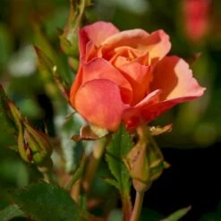 'Linnaeus'™ Rosa X 'Linnaeus'™ (Bunddækkerose) A-Kvalitet,- Barrods Roser Min. 3 Grene 19 'Linnaeus'™ Rosa X 'Linnaeus'™ (Bunddækkerose) A-Kvalitet,- Barrods Roser Min. 3 Grene -Planter Salgsbutik p31002 52080 rosa x linnaeus bunddaekkerose 52bd