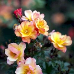 'Linnaeus'™ Rosa X 'Linnaeus'™ (Bunddækkerose) A-Kvalitet,- Barrods Roser Min. 3 Grene 24 'Linnaeus'™ Rosa X 'Linnaeus'™ (Bunddækkerose) A-Kvalitet,- Barrods Roser Min. 3 Grene -Planter Salgsbutik p31002 52085 rosa x linnaeus bunddaekkerose ad00