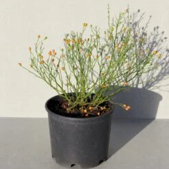 'Linnaeus'™ Rosa X 'Linnaeus'™ (Bunddækkerose) A-Kvalitet,- Barrods Roser Min. 3 Grene 25 'Linnaeus'™ Rosa X 'Linnaeus'™ (Bunddækkerose) A-Kvalitet,- Barrods Roser Min. 3 Grene -Planter Salgsbutik p31002 52086 rosa x linnaeus bunddaekkerose 20bc