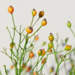 'Linnaeus'™ Rosa X 'Linnaeus'™ (Bunddækkerose) A-Kvalitet,- Barrods Roser Min. 3 Grene 26 'Linnaeus'™ Rosa X 'Linnaeus'™ (Bunddækkerose) A-Kvalitet,- Barrods Roser Min. 3 Grene -Planter Salgsbutik p31002 52087 rosa x linnaeus bunddaekkerose 8ed5