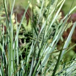Mørk Blåaks Sesleria Heufleriana 10 Cm. Potte 9 Mørk Blåaks Sesleria Heufleriana 10 Cm. Potte -Planter Salgsbutik p3103 50921 sesleria heufleriana a7da