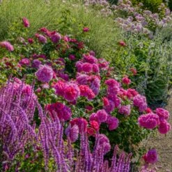 'Princess Anne'™ Rosa X 'Princess Anne'™ (Engelsk Rose) A-Kvalitet,- Barrods Roser Min. 3 Grene 12 'Princess Anne'™ Rosa X 'Princess Anne'™ (Engelsk Rose) A-Kvalitet,- Barrods Roser Min. 3 Grene -Planter Salgsbutik p31057 53096 rosa x princess anne engelsk rose f2ee