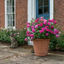 'Princess Anne'™ Rosa X 'Princess Anne'™ (Engelsk Rose) A-Kvalitet,- Barrods Roser Min. 3 Grene 13 'Princess Anne'™ Rosa X 'Princess Anne'™ (Engelsk Rose) A-Kvalitet,- Barrods Roser Min. 3 Grene -Planter Salgsbutik p31057 53097 rosa x princess anne engelsk rose 90fa