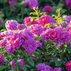 'Princess Anne'™ Rosa X 'Princess Anne'™ (Engelsk Rose) A-Kvalitet,- Barrods Roser Min. 3 Grene 14 'Princess Anne'™ Rosa X 'Princess Anne'™ (Engelsk Rose) A-Kvalitet,- Barrods Roser Min. 3 Grene -Planter Salgsbutik p31057 53098 rosa x princess anne engelsk rose afdd