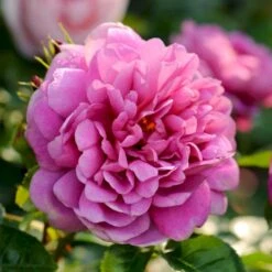 'Princess Anne'™ Rosa X 'Princess Anne'™ (Engelsk Rose) A-Kvalitet,- Barrods Roser Min. 3 Grene 15 'Princess Anne'™ Rosa X 'Princess Anne'™ (Engelsk Rose) A-Kvalitet,- Barrods Roser Min. 3 Grene -Planter Salgsbutik p31057 53099 rosa x princess anne engelsk rose 069f