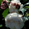 'Boule De Neige' Rosa Bourboniana 'Boule De Neige' (Bourbonrose) A-Kvalitet,- Barrods Roser Min. 3 Grene 1 'Boule De Neige' Rosa Bourboniana 'Boule De Neige' (Bourbonrose) A-Kvalitet,- Barrods Roser Min. 3 Grene -Planter Salgsbutik p3118 52312 rosa borboniana boule de neige burbonrose 1cf4