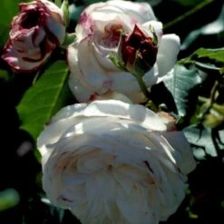 'Boule De Neige' Rosa Bourboniana 'Boule De Neige' (Bourbonrose) A-Kvalitet,- Barrods Roser Min. 3 Grene