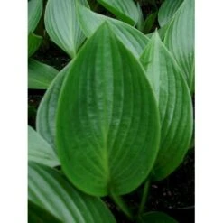 Funkia 'Devon Green' Hosta Hybrid 'Devon Green' 1 Liter Potte