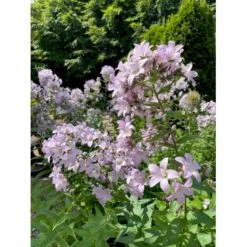 Mælkeklokke 'Loddon Anna' Campanula Lactiflora 'Loddon Anna' 1 Liter Potte